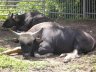 Kharkiv zoo 3.JPG - 